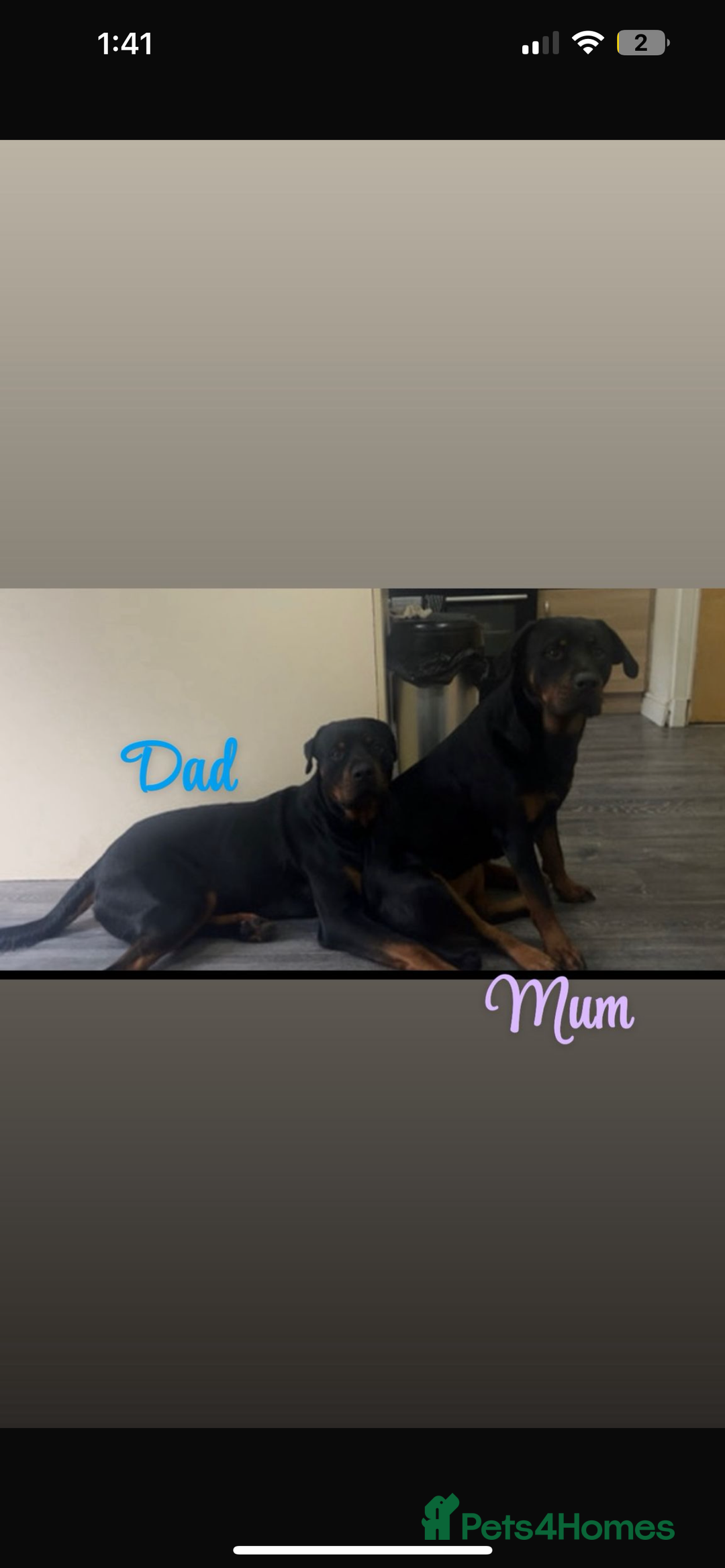 Rottweiler dogs for sale: 9 purebred Rottweiler puppies for sale - Advert 1