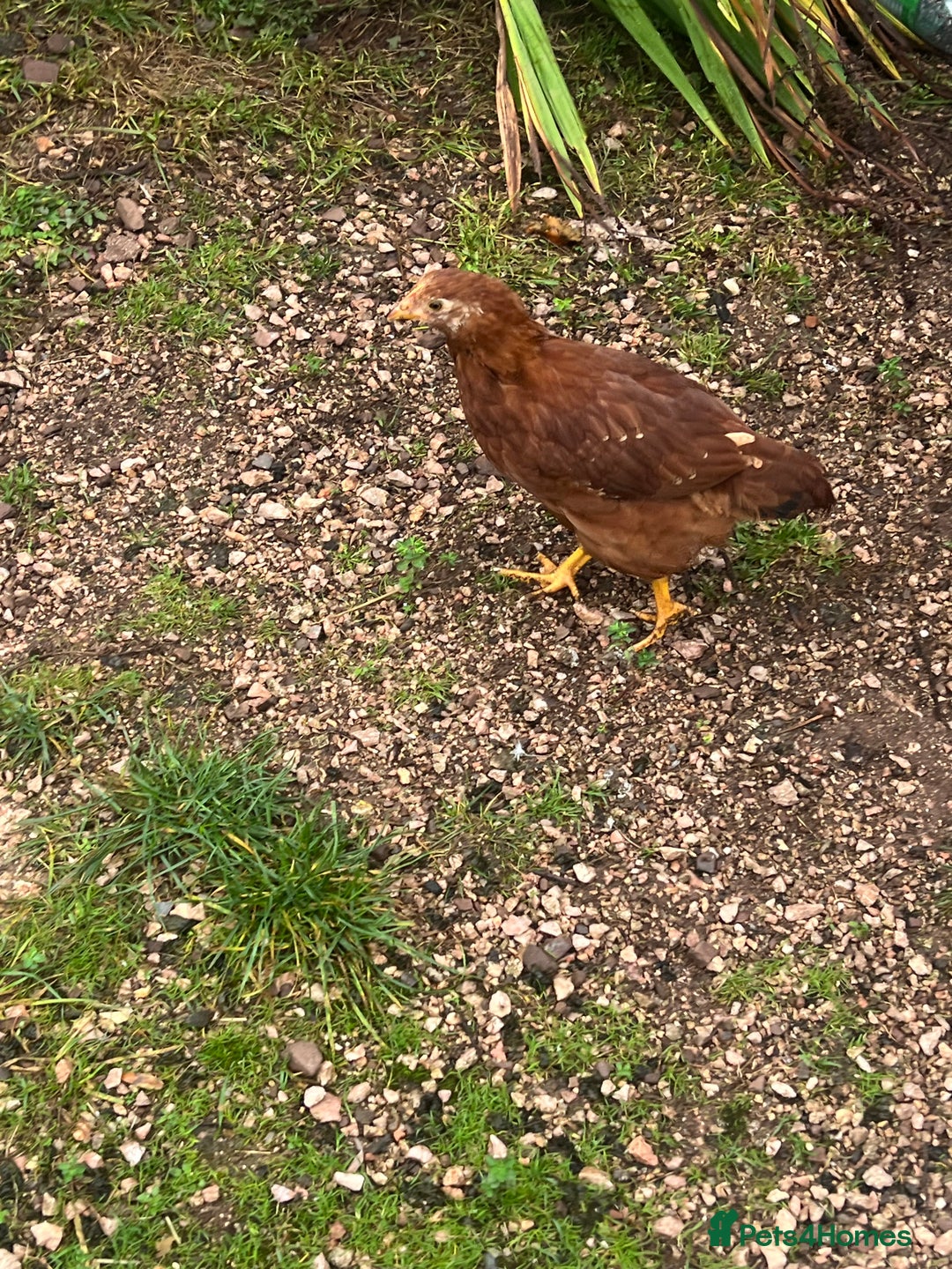 Chickens poultry for sale: Five chicks for sale - Advert 8
