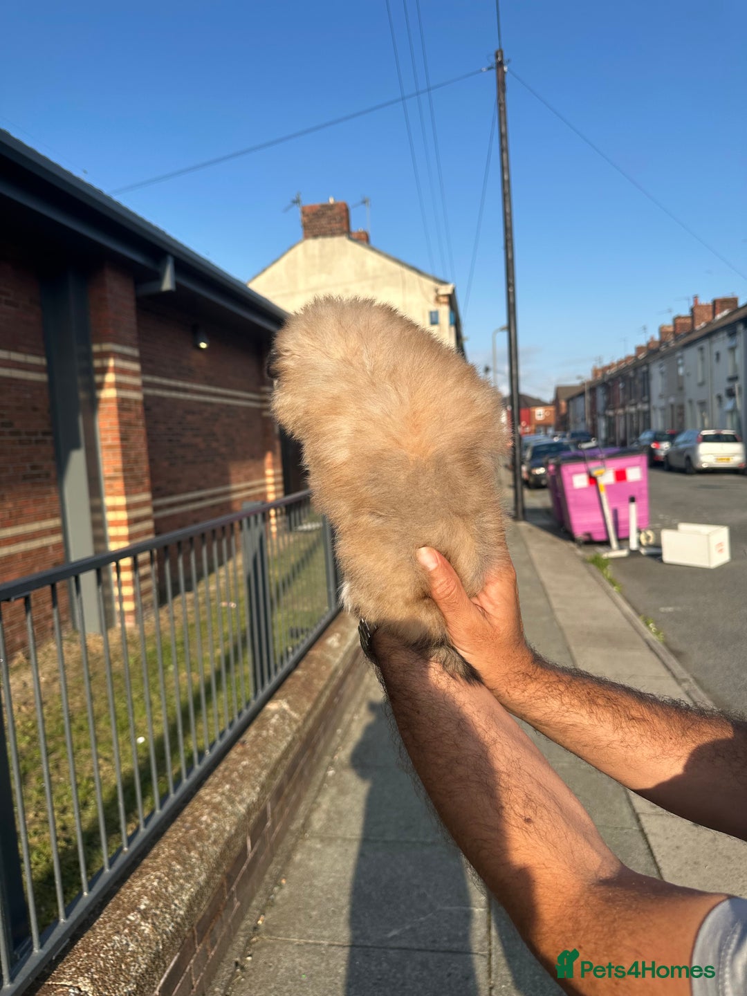 Pomeranian dogs for sale: KC Reg Pomeranian Girls - Image 19