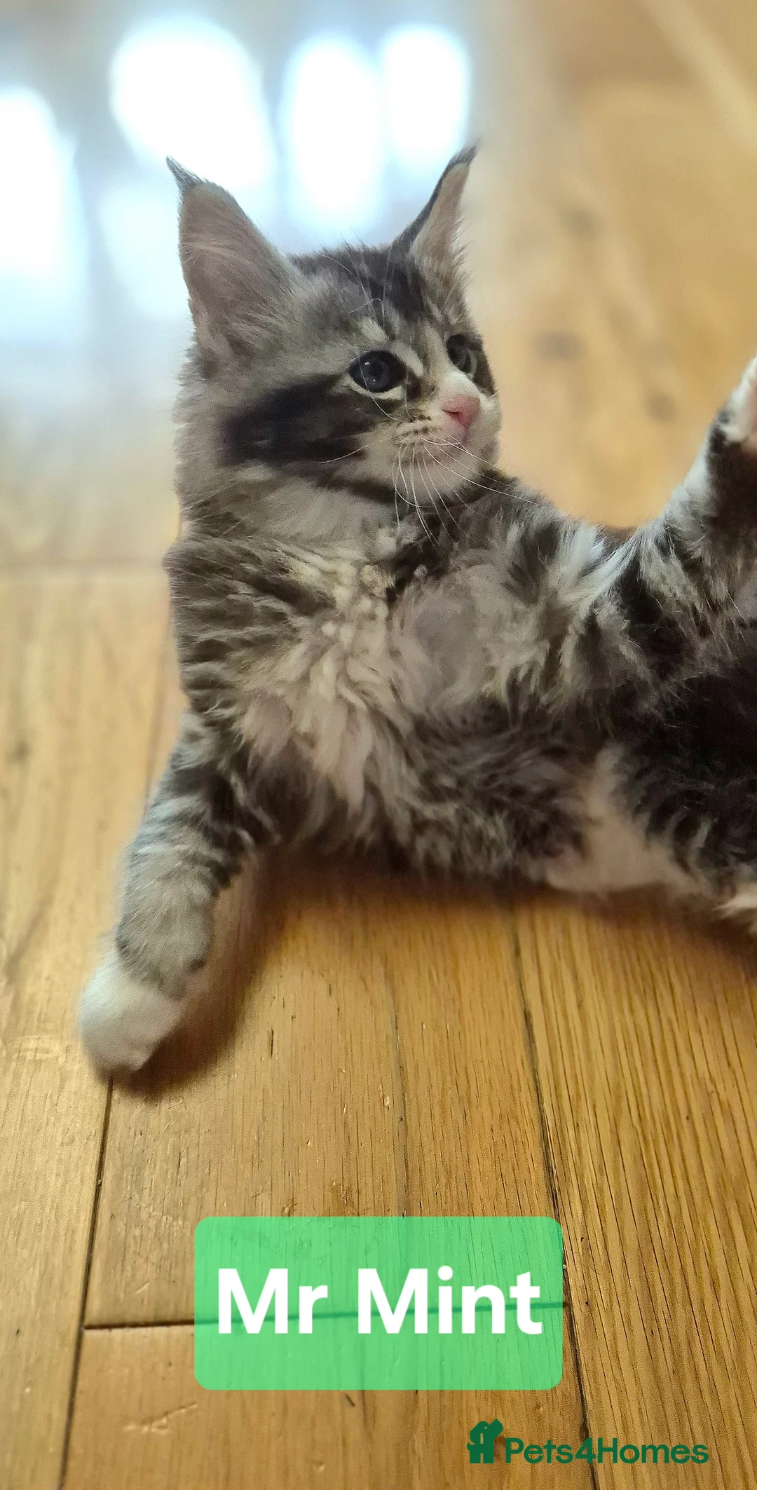 Maine Coon cats for sale: 🎀 Outstanding GCCF Pedigree Maine Coon Kittens  - Advert 18