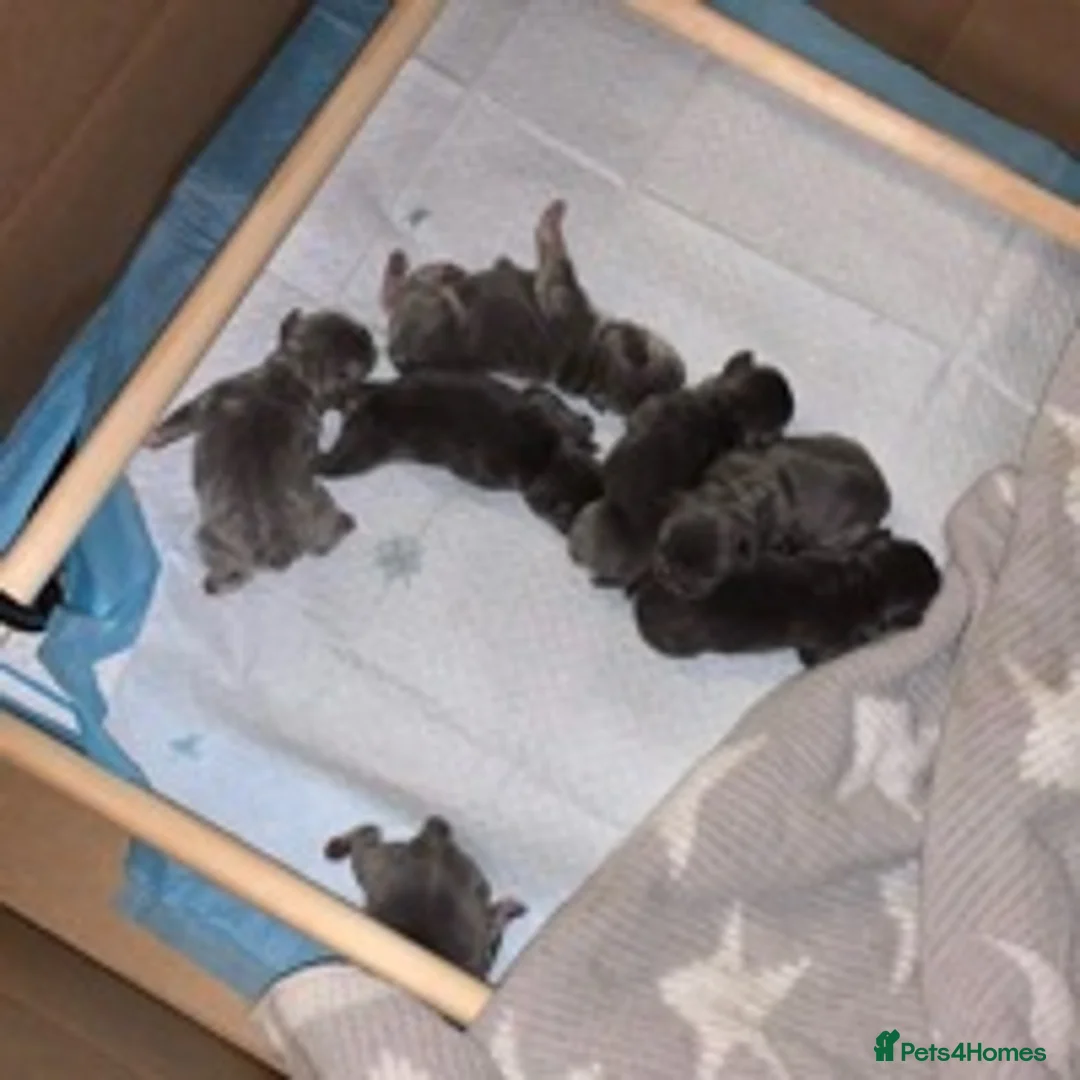 French Bulldog dogs for stud: BRUCE in Sheffield - Advert 9