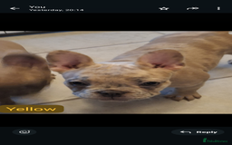 French Bulldog dogs for sale: Full vaccination only 2 available french bulldog in Hayes - Image 22