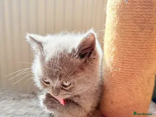 British Shorthair cats Pure-breed British Shorthair Kittens - Advert 13