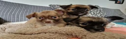 Chihuahua dogs for sale: Chihuahua puppy's  - Advert 5