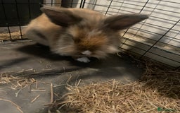 Silver Fox rabbits for sale: Astro - Image 6