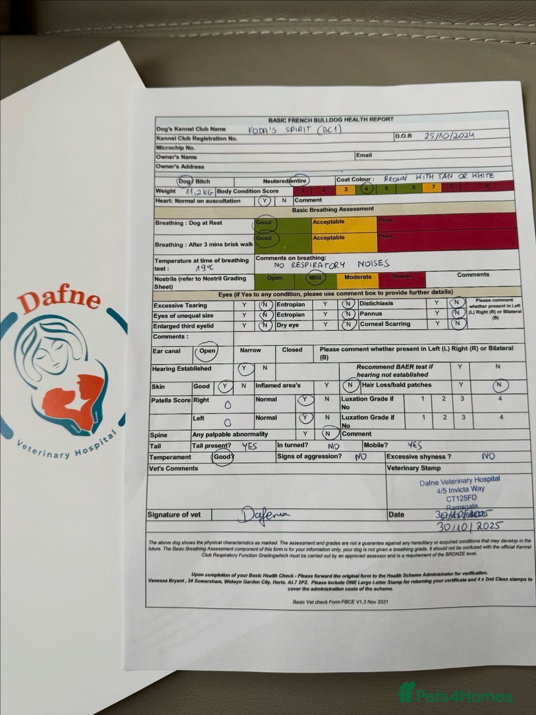 French Bulldog dogs for stud: RFG 0 & FBCE - Koda Bear - Full Fluffy Rojo & Tan - Advert 5