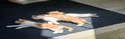 Mixed Breed cats for sale: Kittens  - Advert 3