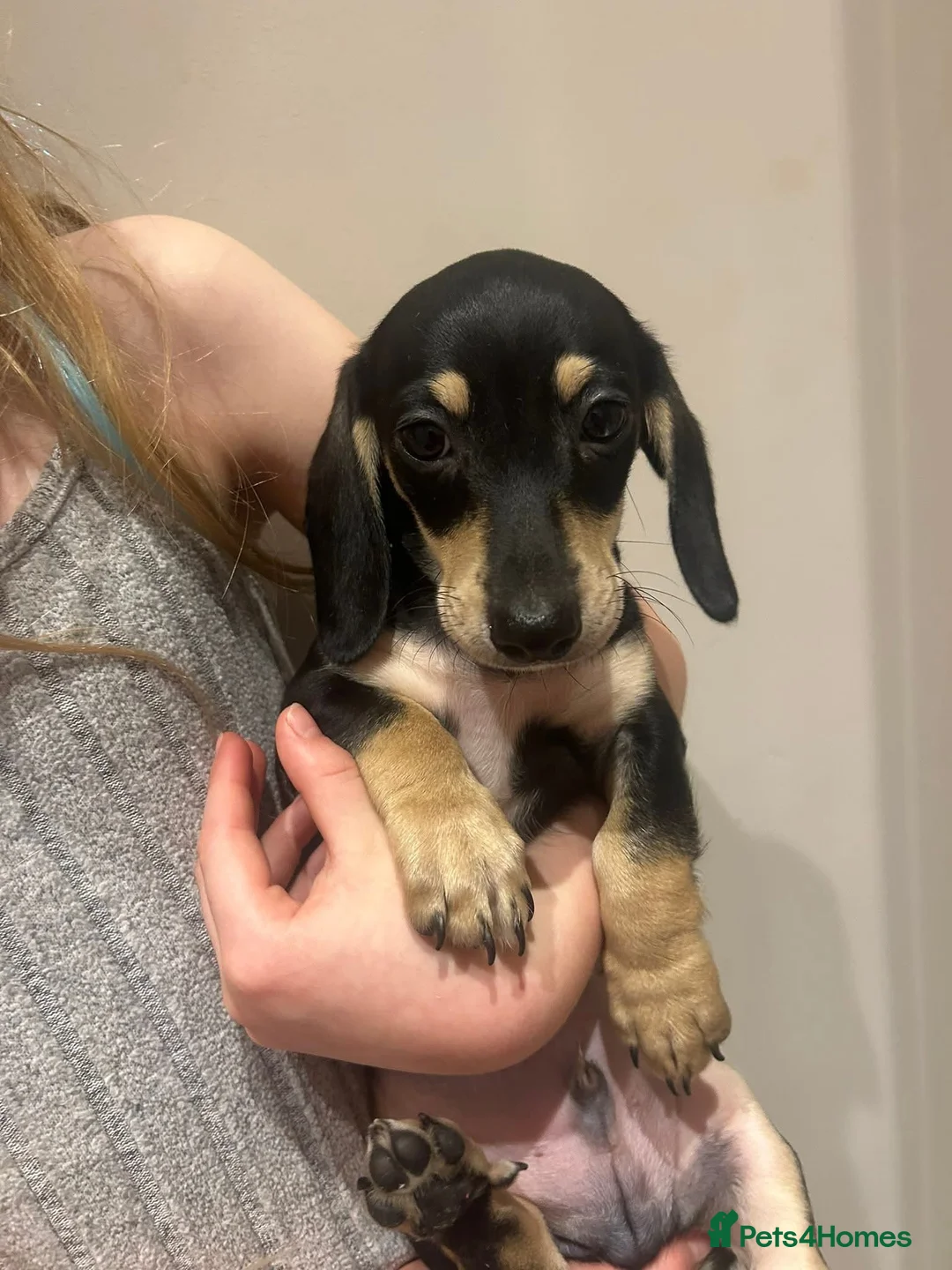 Miniature Dachshund dogs for stud: Smooth Cream Piebald for Stud  in Motherwell - Advert 17