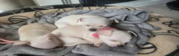 Chihuahua dogs for sale: 3 little pups  in Birmingham - Advert 2