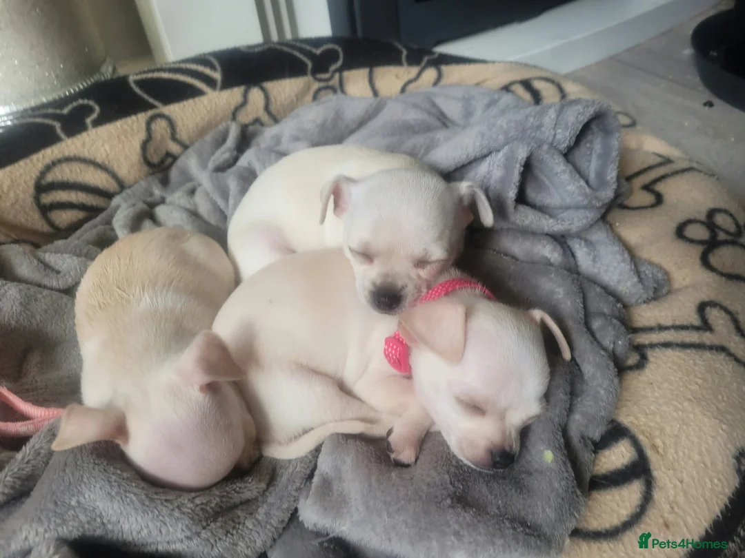Chihuahua dogs for sale: 3 little pups  in Birmingham - Advert 2
