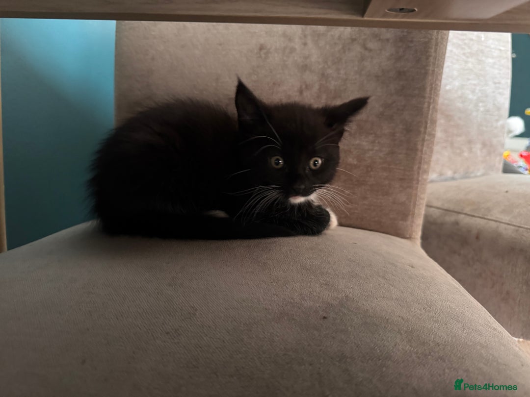 Mixed Breed cats for sale: Tuxedo kitten looking for a new home - Image 5