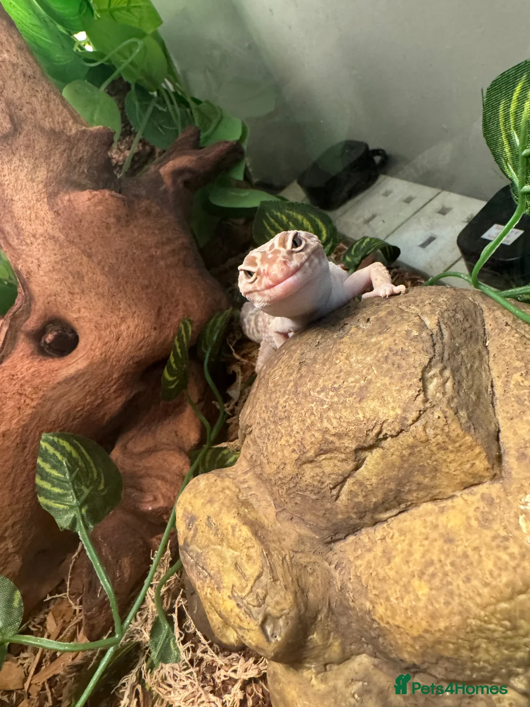 Leopard Gecko reptiles for sale: Leopard gecko with enclosure  in Durham - Advert 1