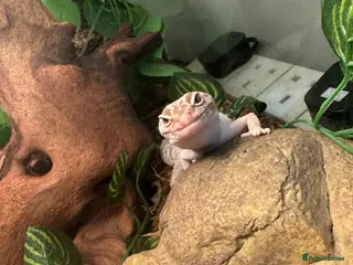 Leopard Gecko reptiles Leopard gecko with enclosure - Advert 1