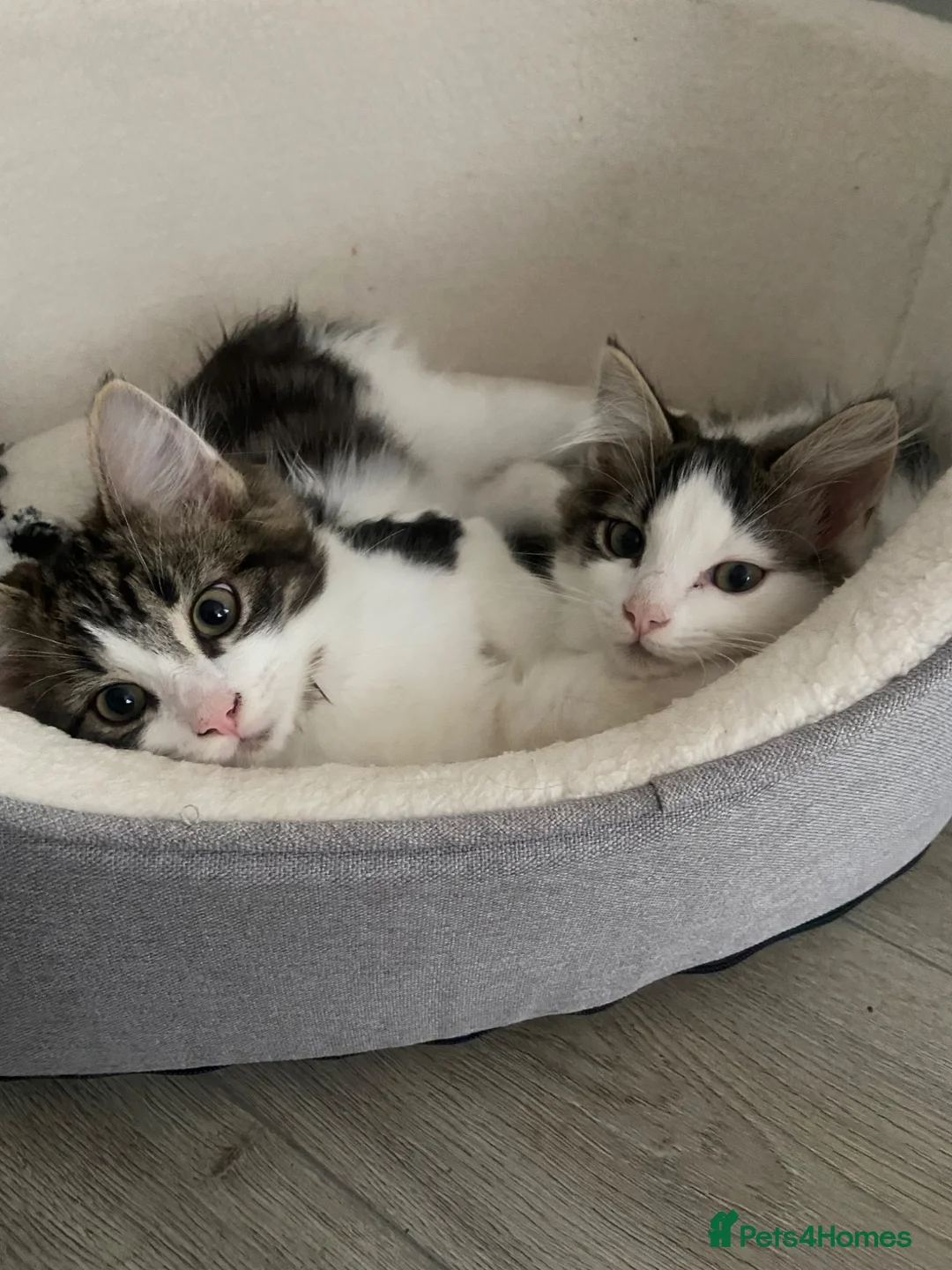 Mixed Breed cats for sale: Ragdoll X in Falkirk - Advert 2