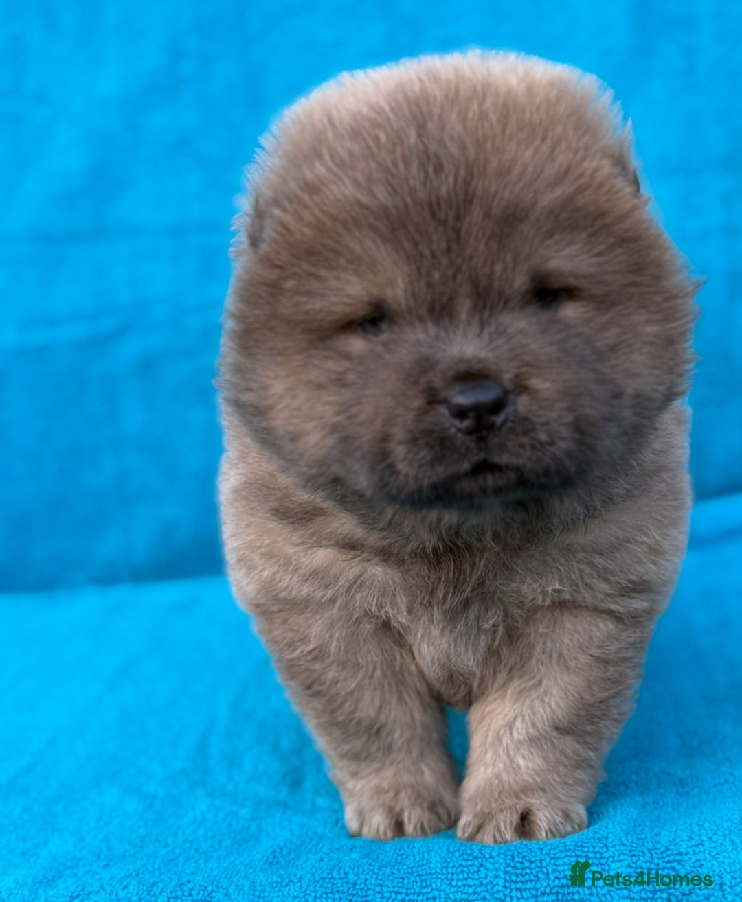 Chow Chow dogs for sale: KC Reg Chow Chow Puppies  - Image 11
