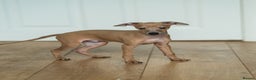 Italian Greyhound dogs for sale: Beautiful Italian greyhounds  - Advert 7