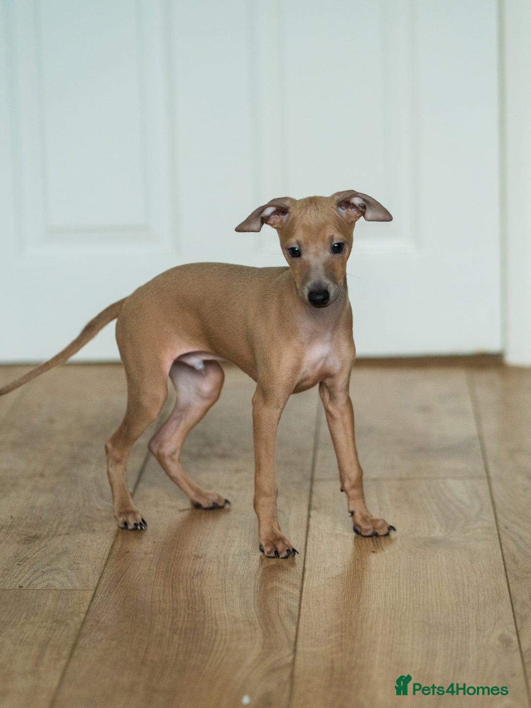 Italian Greyhound dogs for sale: Beautiful Italian greyhounds  - Advert 7