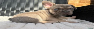 Rolo 🖤🐾