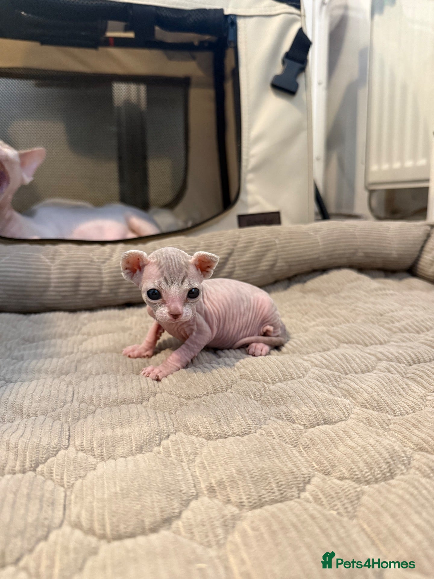 Sphynx cats TICA Sphynx kittens - health tested - Champion - Advert 11