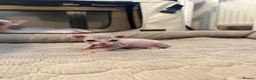 Sphynx cats for sale: TICA Sphynx kittens - health tested - Champion - Advert 1