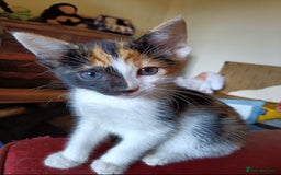 Mixed Breed cats for sale: Bengal Mix 🏆 Best Choice for Playful Families  in Bootle - Image 2