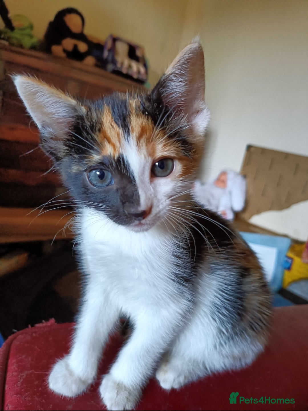 Mixed Breed cats for sale: Bengal Mix 🏆 Best Choice for Playful Families  in Bootle - Image 2