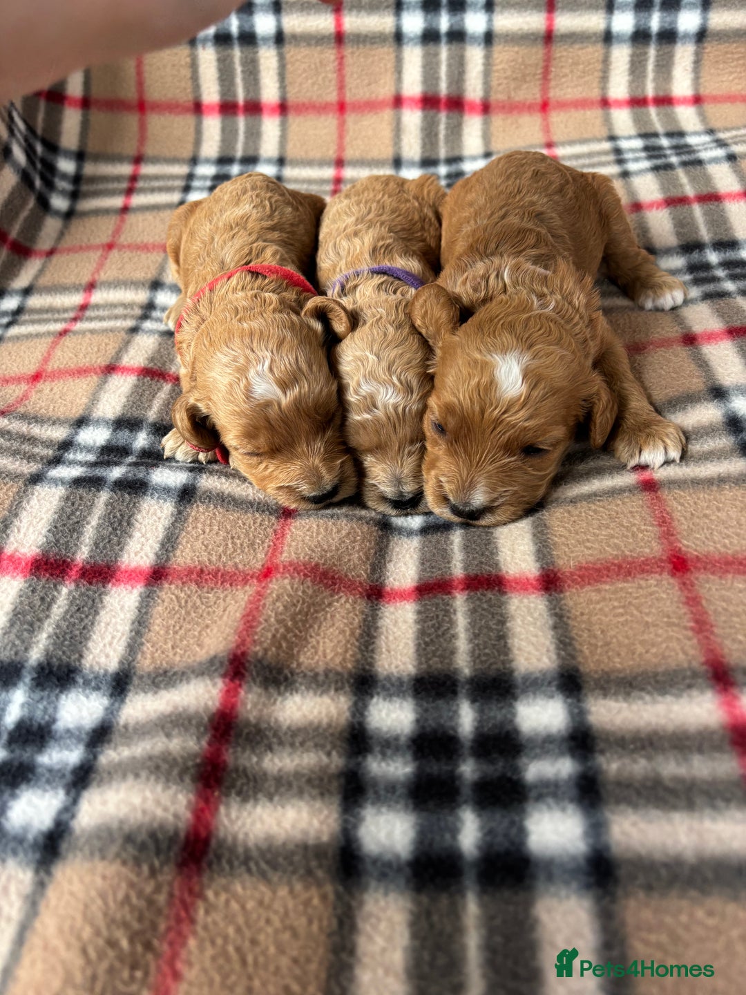 Cockapoo dogs for sale: Stunning F1 cockerpoo puppies - Image 1