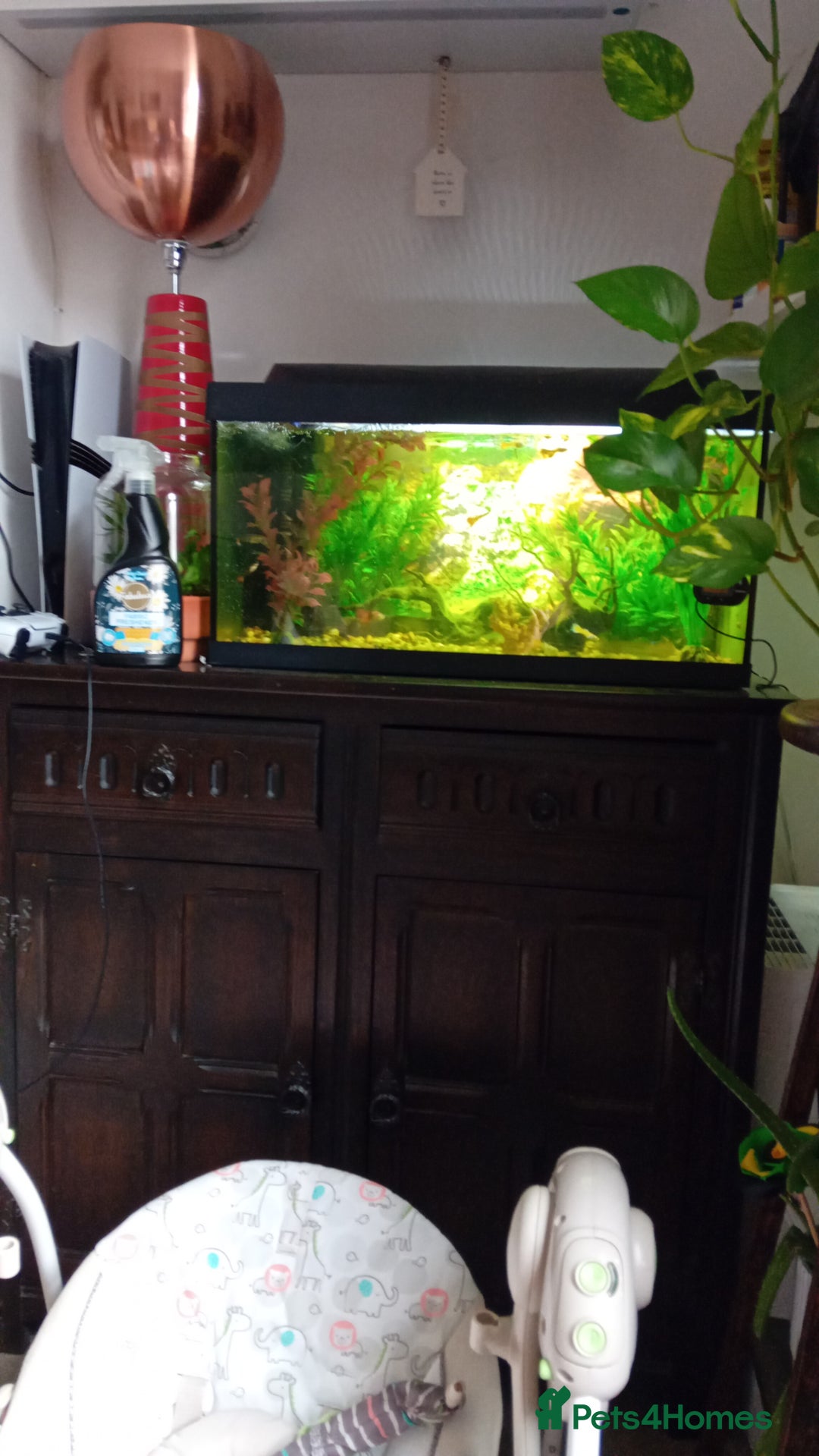 Other/Mixed Breed fish for sale: Aquarium  full of guppies!! - Advert 1