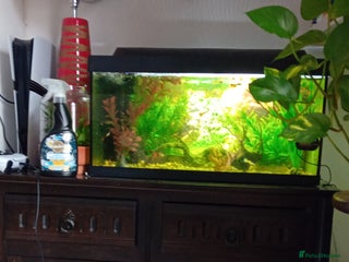 Other/Mixed Breed fish Aquarium full of guppies!! - Advert 1