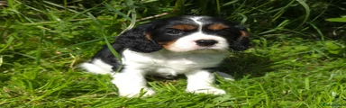 Cavalier King Charles Spaniel 1