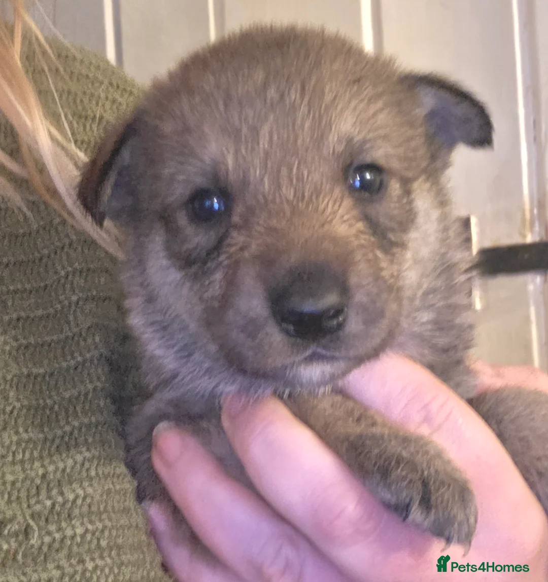 Northern Inuit dogs for sale: Tamaskan Puppies - Advert 4