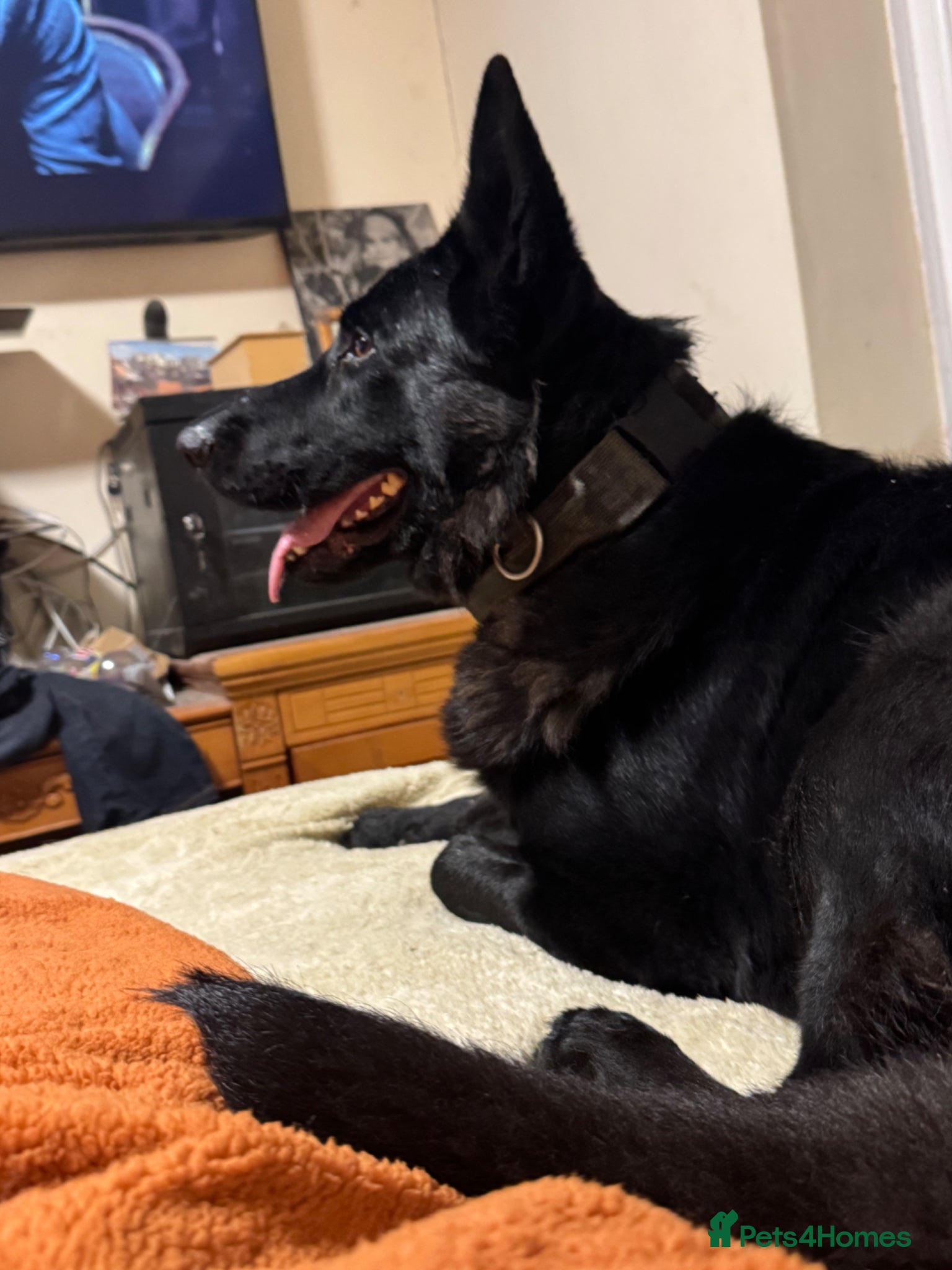 German Shepherd dogs KC Registered German Shepherd PuppiesChampion Line - Advert 1