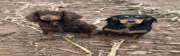 Cocker Spaniel dogs for stud: Cocker spaniel for stud - Advert 8