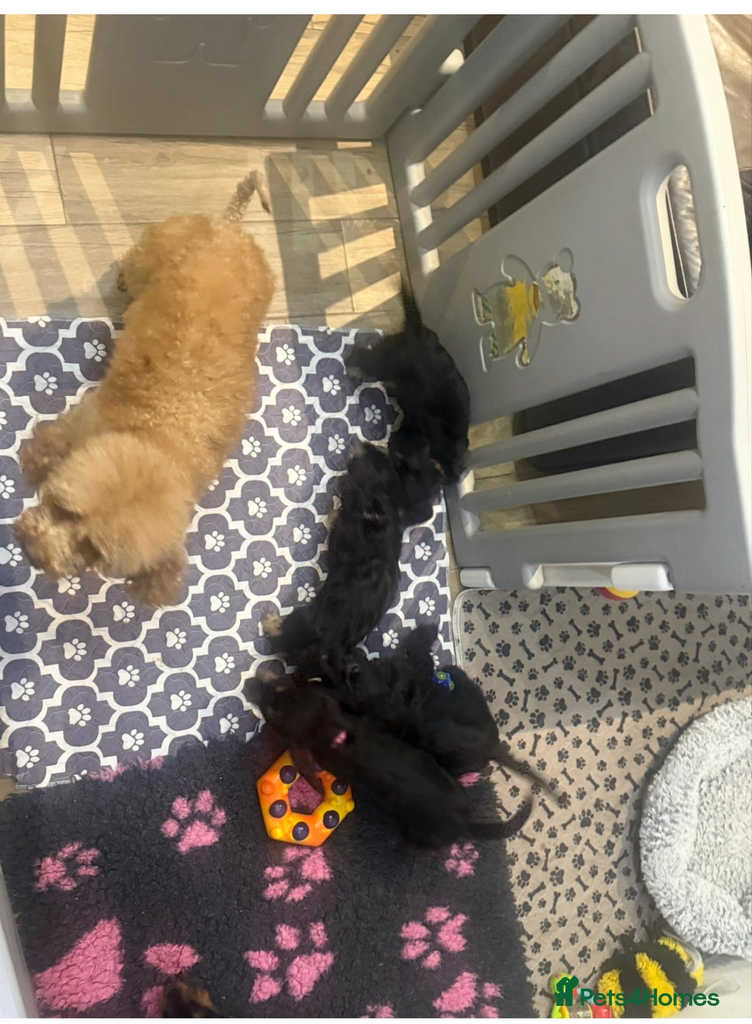 Mixed Breed dogs for sale: Dachshund X poodle puppies - Advert 6