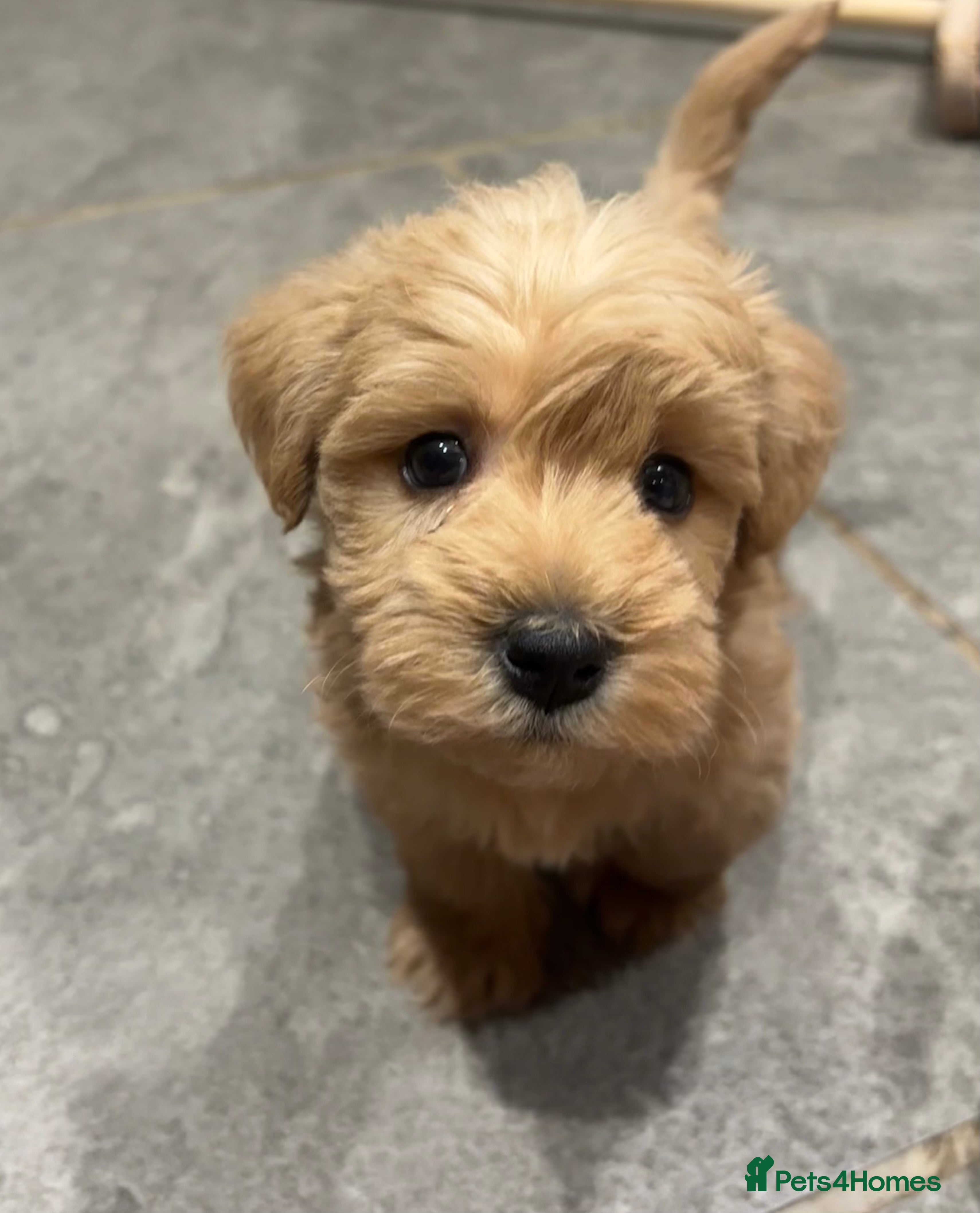 Westiepoo dogs 5 stunning westiepoo puppies for sale in Northallerton - Advert 6