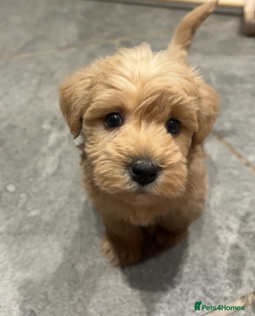 Westiepoo dogs for sale: 5 stunning westiepoo puppies for sale in Northallerton - Advert 1