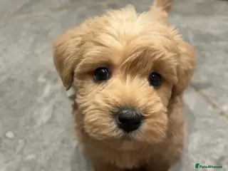 Westiepoo dogs 5 stunning westiepoo puppies for sale in Northallerton - Advert 6