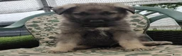 German Shepherd dogs for sale: German Shepherd Puppies  - Advert 12
