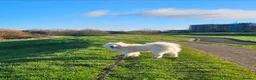 Samoyed dogs for sale: 🩷💙Samoyed for stud🩷💙 - Advert 3