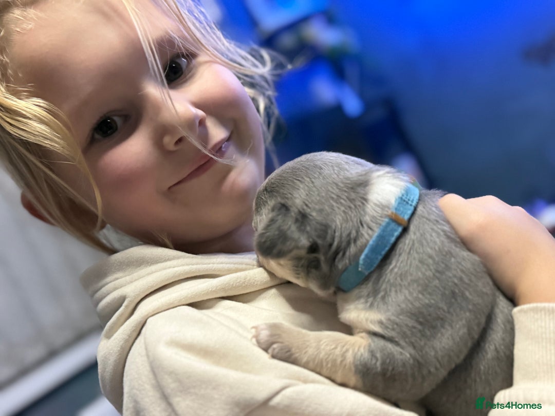 Mixed Breed dogs for sale: Frenchie cross puppy’s (80% frenchie) - Advert 24