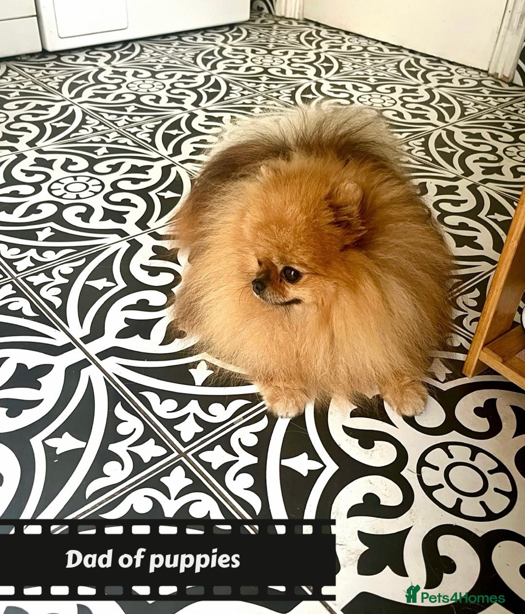 Pomeranian dogs for sale: Mini🐻Teddy Bear Face🏆Champion Lines - Image 5