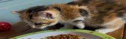 Mixed Breed cats for sale: Kittens - Advert 31