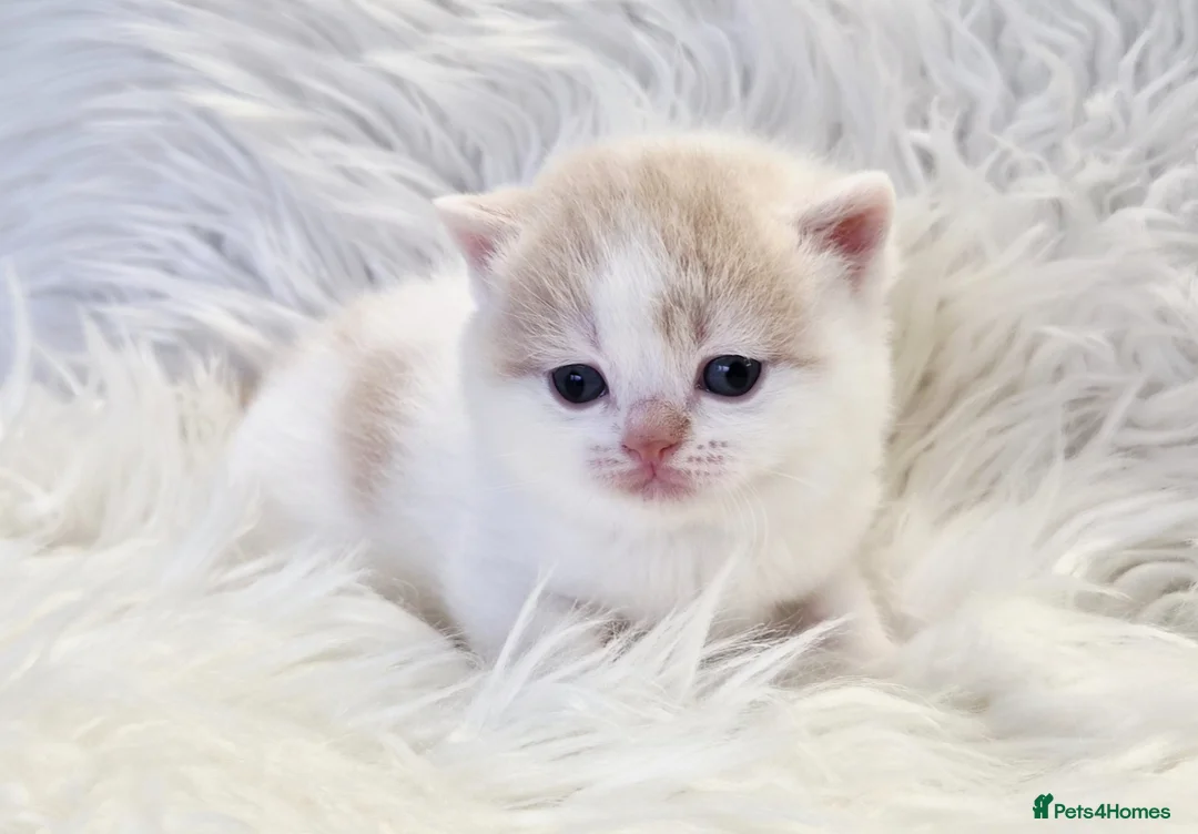 British Shorthair cats for sale: Stunning British shorthair kittens  - Advert 39