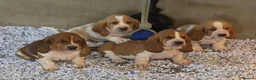 Basset Hound dogs for sale: KC BASSET HOUND PUPPIES FROM HEALTH SCORED PARENTS - Advert 1