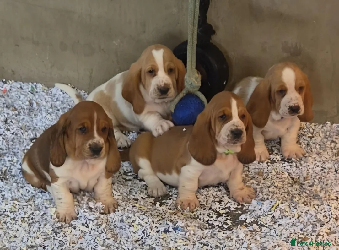 Basset Hound dogs for sale: KC BASSET HOUND PUPPIES FROM HEALTH SCORED PARENTS - Advert 1