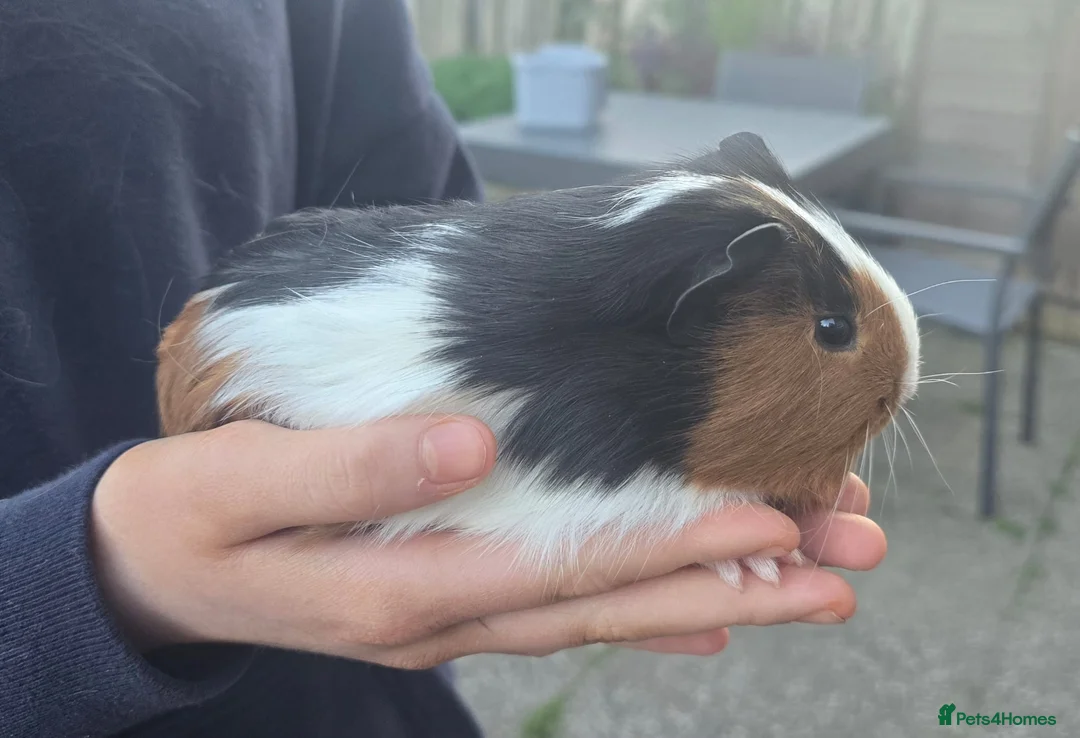 Guinea Pig rodents for sale: Guinea pig sows - Advert 1