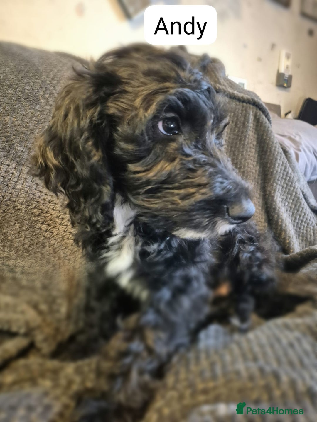 Irish Doodle dogs for sale: 3 Male Toy Irish Doodle 2nd vac  READY TO GO ! - Image 2