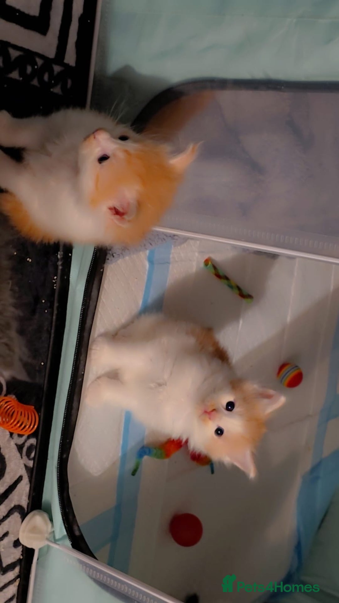 Maine Coon cats for sale: Rare red and white bicolor lMaincoon ready now  - Advert 16