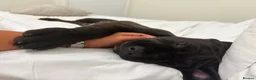 Mixed Breed dogs for sale: Cane corso Rottweiler puppy in Redcar - Advert 5