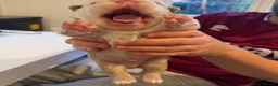 French Bulldog dogs for sale: Two caramel pink husky frenchies  - Advert 8